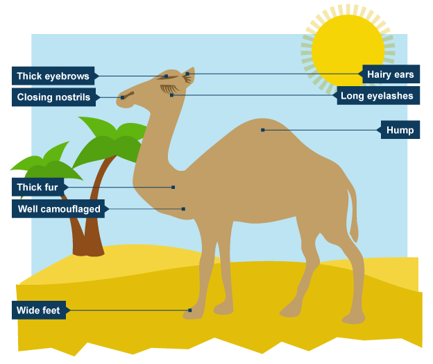 Camel Adaptations